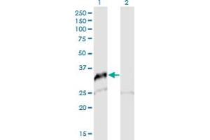 Western Blot analysis of SNAI2 expression in transfected 293T cell line by SNAI2 MaxPab polyclonal antibody. (SLUG antibody  (AA 1-268))