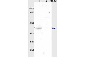 SDS-PAGE (SDS) image for anti-G Protein-Coupled Estrogen Receptor 1 (GPER) (AA 251-375) antibody (ABIN685717)