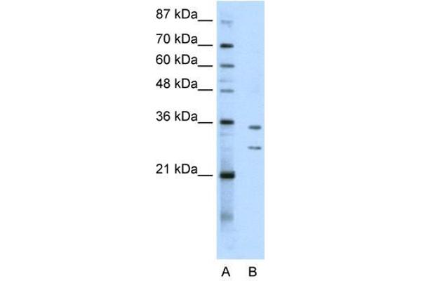 RPF1 antibody  (N-Term)