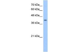 PHACS antibody used at 2. (PHACS antibody)