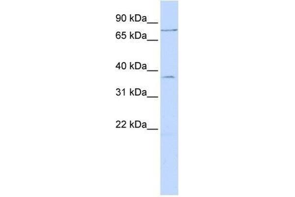 ZNF264 antibody  (N-Term)