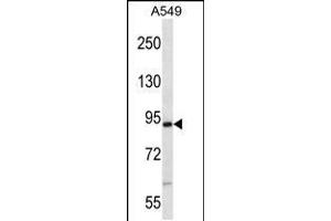 Western blot analysis in A549 cell line lysates (35ug/lane). (NEK4 antibody  (N-Term))