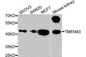 Western blot analysis of extracts of various cell lines, using TMEM43 antibody. (TMEM43 antibody)