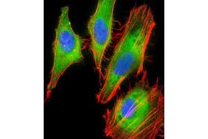 Immunofluorescent analysis of 4 % paraformaldehyde-fixed, 0. (Proteoglycan 4 antibody  (AA 176-210))