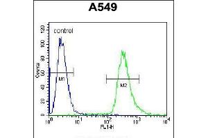 Flow cytometric analysis of A549 cells (right histogram) compared to a negative control cell (left histogram). (GRP94 antibody  (AA 460-487))