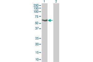 Western Blot analysis of KLF4 expression in transfected 293T cell line by KLF4 monoclonal antibody (M01A), clone 2F5. (KLF4 antibody  (AA 221-320))