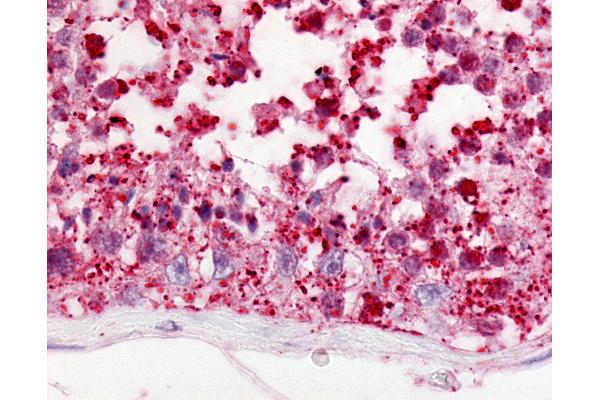 GPR18 Antikörper  (Cytoplasmic Domain)