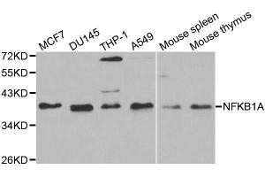 Western blot analysis of extracts of various cell lines, using NFKBIA antibody. (NFKBIA antibody  (AA 1-317))