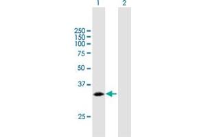 Western Blot analysis of PCNA expression in transfected 293T cell line by PCNA MaxPab polyclonal antibody. (PCNA antibody  (AA 1-261))