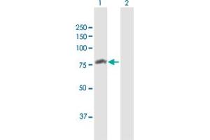 Western Blot analysis of ATG7 expression in transfected 293T cell line by ATG7 MaxPab polyclonal antibody. (ATG7 antibody  (AA 1-703))