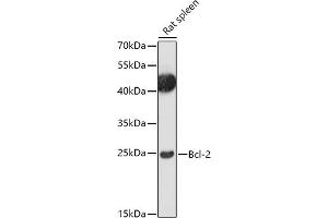 Western blot analysis of extracts of Rat spleen, using Bcl-2 antibody (ABIN7265812) at 1:1000 dilution. (Bcl-2 antibody  (AA 1-100))