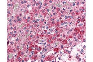 Anti-CCKAR antibody IHC of human adrenal. (CCKAR antibody  (Internal Region))