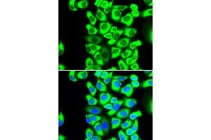 Immunofluorescence (IF) image for anti-Ribosomal Protein S3A (RPS3A) antibody (ABIN1980252) (RPS3A antibody)