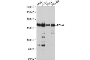 Western blot analysis of extracts of various cell lines, using RBM6 antibody (ABIN5998676) at 1/2000 dilution. (RBM6 antibody)