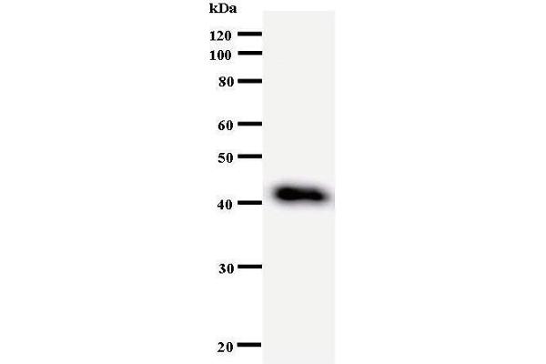 DDX27 antibody