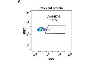 Expi 293 cell line transfected with irrelevant protein  (A) and human B7-2  (B) were surface stained with Rabbit anti-B7-2 monoclonal antibody 1 μg/mL  (clone: DM84) followed by Alexa 488-conjugated anti-rabbit IgG secondary antibody. (CD86 antibody  (AA 26-247))