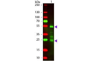 Western Blotting (WB) image for Donkey anti-Rat IgG (Heavy & Light Chain) antibody (Texas Red (TR)) - Preadsorbed (ABIN965280)