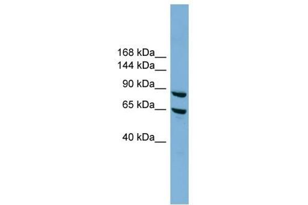 EXOC6 antibody  (N-Term)