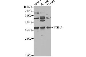 Western blot analysis of extracts of various cell lines, using TOR1A antibody. (TOR1A antibody)