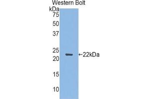 Western blot analysis of the recombinant protein. (SEMA3F antibody  (AA 350-483))