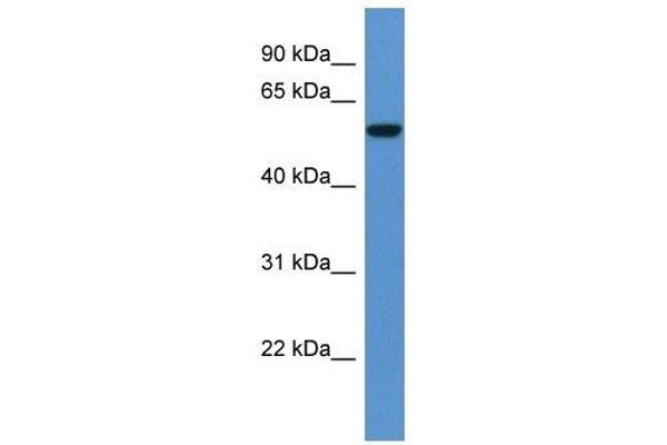 FCAMR antibody  (C-Term)