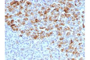 Formalin-fixed, paraffin-embedded human Pancreas stained with Alpha-1-Antichymotrypsin Mouse Monoclonal Antibody (AACT/1452) (SERPINA3 antibody  (AA 49-187))