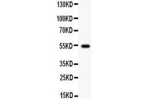 Anti- Cyclin A1 Picoband antibody, Western blotting All lanes: Anti Cyclin A1  at 0. (Cyclin A1 antibody  (AA 64-263))