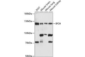 Western blot analysis of extracts of various cell lines, using IPO9 antibody  at 1:3000 dilution. (Importin 9 antibody  (AA 827-1041))