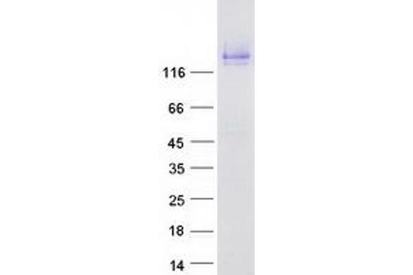 CDHR5 Protein (Transcript Variant 1) (Myc-DYKDDDDK Tag)