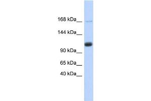 WB Suggested Anti-SR140 Antibody Titration:  0. (SR140 antibody  (Middle Region))