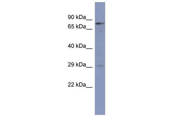 PURB antibody  (N-Term)