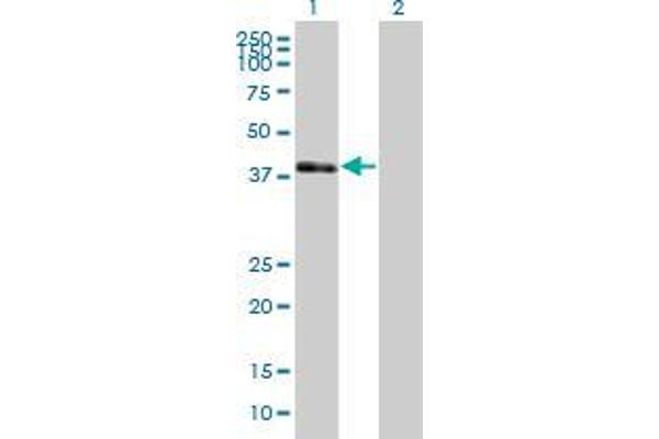 POU3F4 antibody  (AA 1-361)