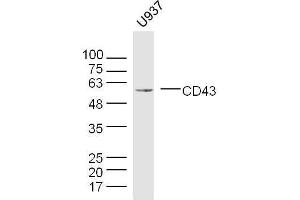U937 cell lysates probed with CD43 Polyclonal Antibody, unconjugated  at 1:300 overnight at 4°C followed by a conjugated secondary antibody for 60 minutes at 37°C. (CD43 antibody  (AA 101-200))