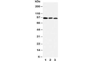 Western blot testing of AHR antibody and mouse samples:  1. (Aryl Hydrocarbon Receptor antibody  (C-Term))