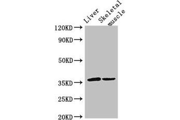 LYVE1 antibody  (AA 20-238)