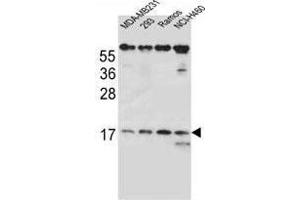 TCRB Antibody (Center) western blot analysis in MDA-MB231, 293, Ramos, NCI-H460 cell line lysates (35 µg/lane). (TCRb antibody  (Middle Region))