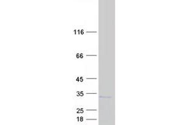 PSMB6 Protein (Myc-DYKDDDDK Tag)