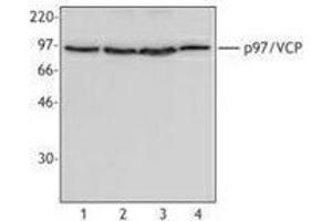 Western Blotting (WB) image for anti-Valosin Containing Protein (VCP) antibody (ABIN2666417) (VCP antibody)