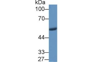 Western Blot; Sample: Porcine Stomach lysate; Primary Ab: 1µg/ml Rabbit Anti-Human VF Antibody Second Ab: 0. (NAMPT antibody  (AA 1-491))