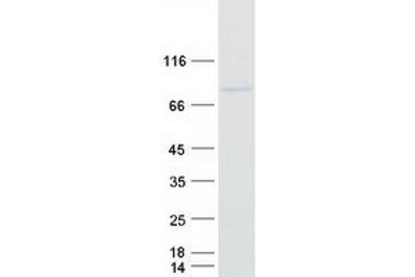 C3orf15 Protein (Myc-DYKDDDDK Tag)