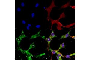 Immunocytochemistry/Immunofluorescence analysis using Mouse Anti-GABA-A Receptor Alpha 4 Monoclonal Antibody, Clone S398A-34 (ABIN2485781). (GABRA1 antibody  (AA 410-450) (Biotin))