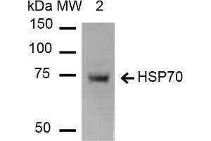 Western Blot analysis of Human Heat shocked HeLa cell lysates showing detection of HSP70 protein using Mouse Anti-HSP70 Monoclonal Antibody, Clone 1H11 . (HSP70 antibody  (HRP))