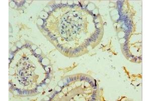 Immunohistochemistry of paraffin-embedded human small intestine tissue using ABIN7173327 at dilution of 1:100 (Trefoil Factor 2 antibody  (AA 24-129))