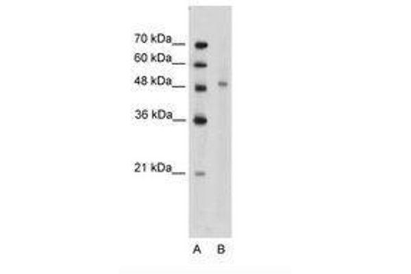 KIN antibody  (AA 166-215)