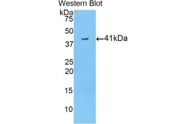 HIST3H2A antibody  (AA 1-130)