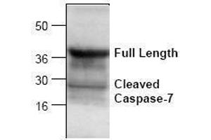 Image no. 1 for anti-Caspase 7, Apoptosis-Related Cysteine Peptidase (CASP7) (Cleavage Site) antibody (ABIN127023) (Caspase 7 antibody  (Cleavage Site))