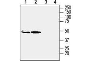 Western blot analysis of human MCF-7 breast adenocarcinoma cell lysate (lanes 1 and 3) and human LNCaP prostate adenocarcinoma cell lysate (lanes 2 and 4): - 1,2. (HOMER2 antibody  (C-Term, Intracellular))