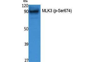 Western Blotting (WB) image for anti-Mitogen-Activated Protein Kinase Kinase Kinase 11 (MAP3K11) (pSer674) antibody (ABIN6288075) (MAP3K11 antibody  (pSer674))