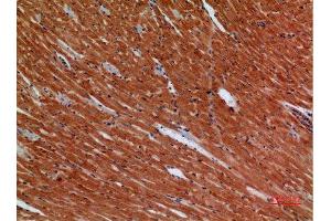 Immunohistochemistry (IHC) analysis of paraffin-embedded Mouse Heart, antibody was diluted at 1:100. (ANGPTL1 antibody  (Internal Region))