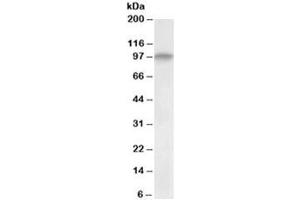 Western blot testing of human skeletal muscle lysate with DAG antibody at 0. (Dystroglycan antibody)